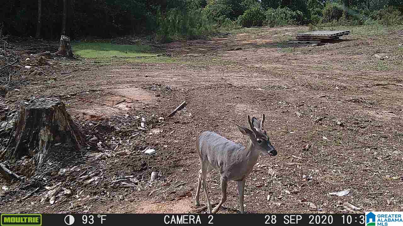 8429 Wade Road, Unit 1 Warrior, AL 35180 - Photo 6 of 8