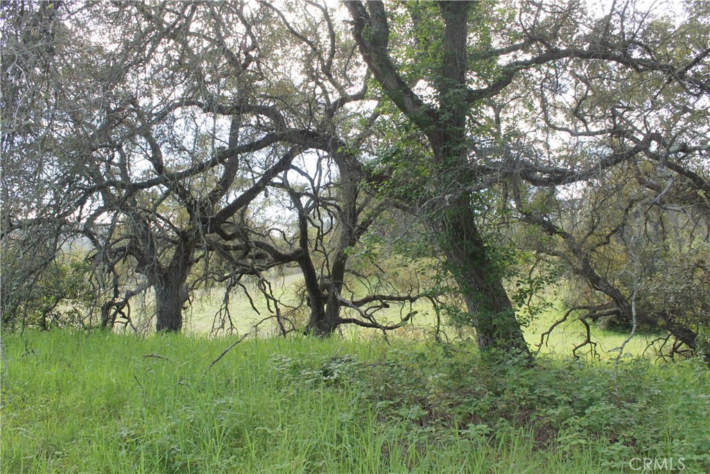 0 Tenaja Road Murrieta, CA 92562 - Photo 9 of 28 a view of forest