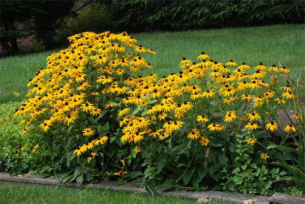 38 Endecott Street Springfield, MA 01118 - Photo 17 of 17 a view of a garden