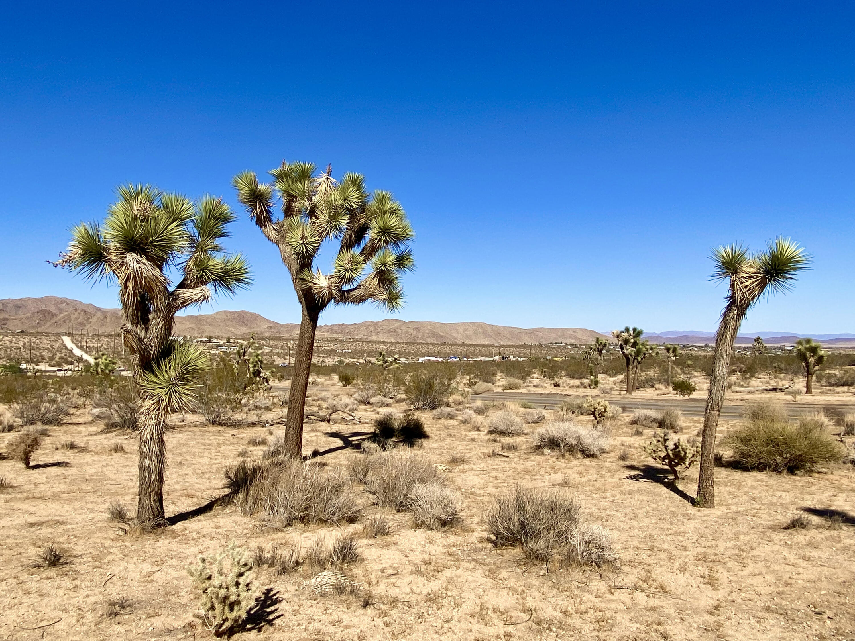 307 Sunny Vista Road Joshua Tree, CA 92252 - Photo 12 of 41 IMG_6698