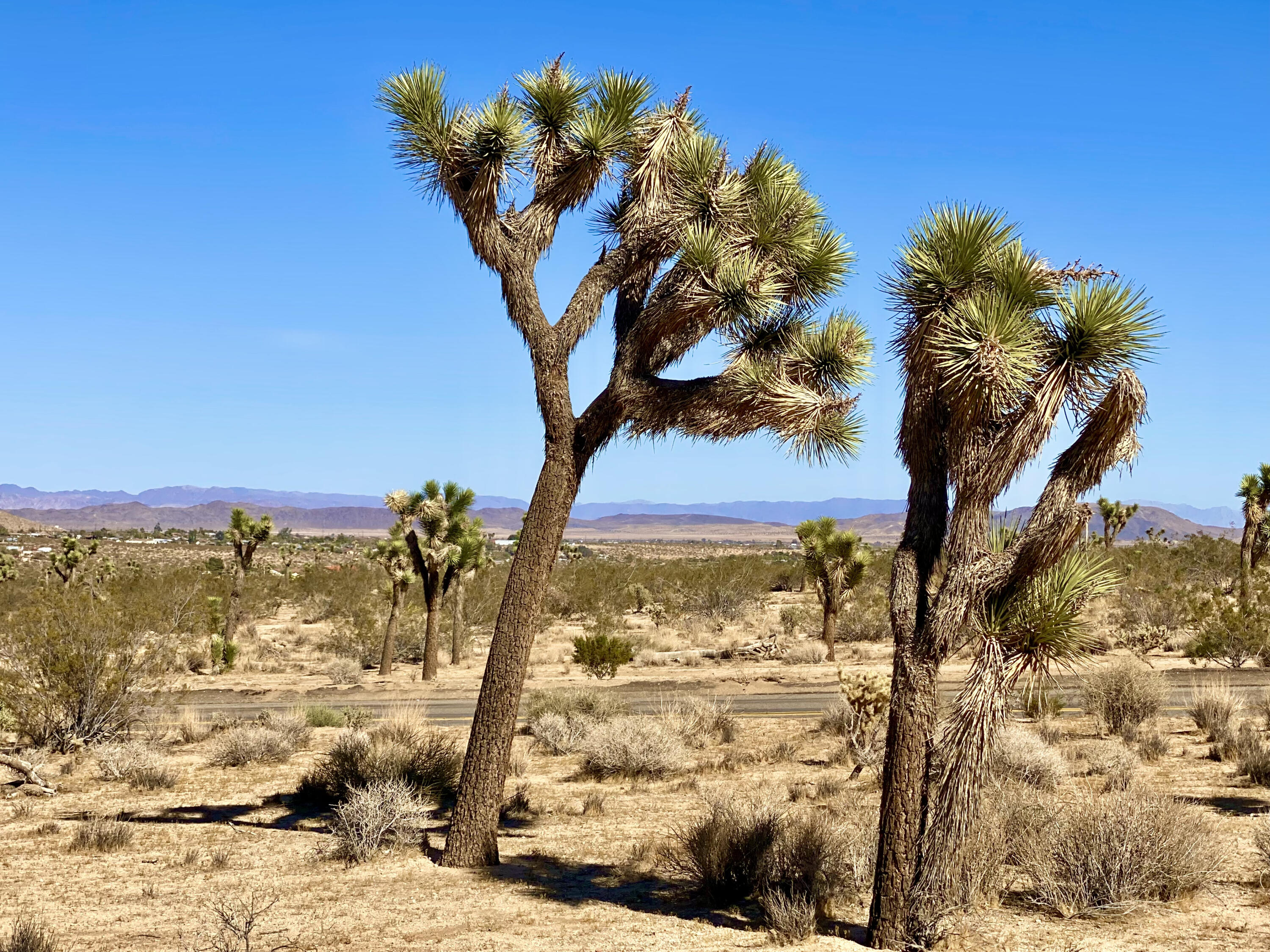 307 Sunny Vista Road Joshua Tree, CA 92252 - Photo 13 of 41 IMG_6699