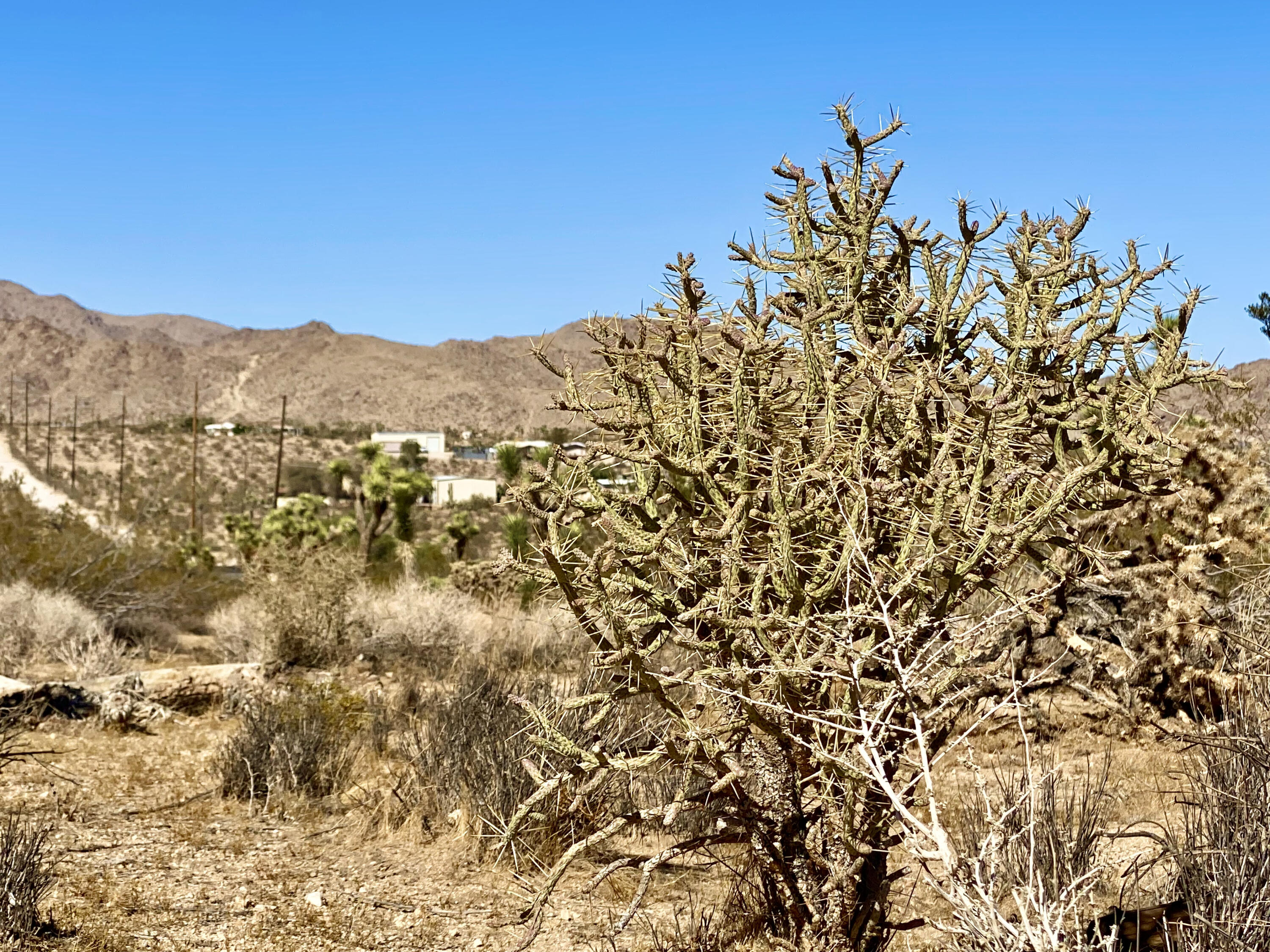 307 Sunny Vista Road Joshua Tree, CA 92252 - Photo 14 of 41 IMG_6700