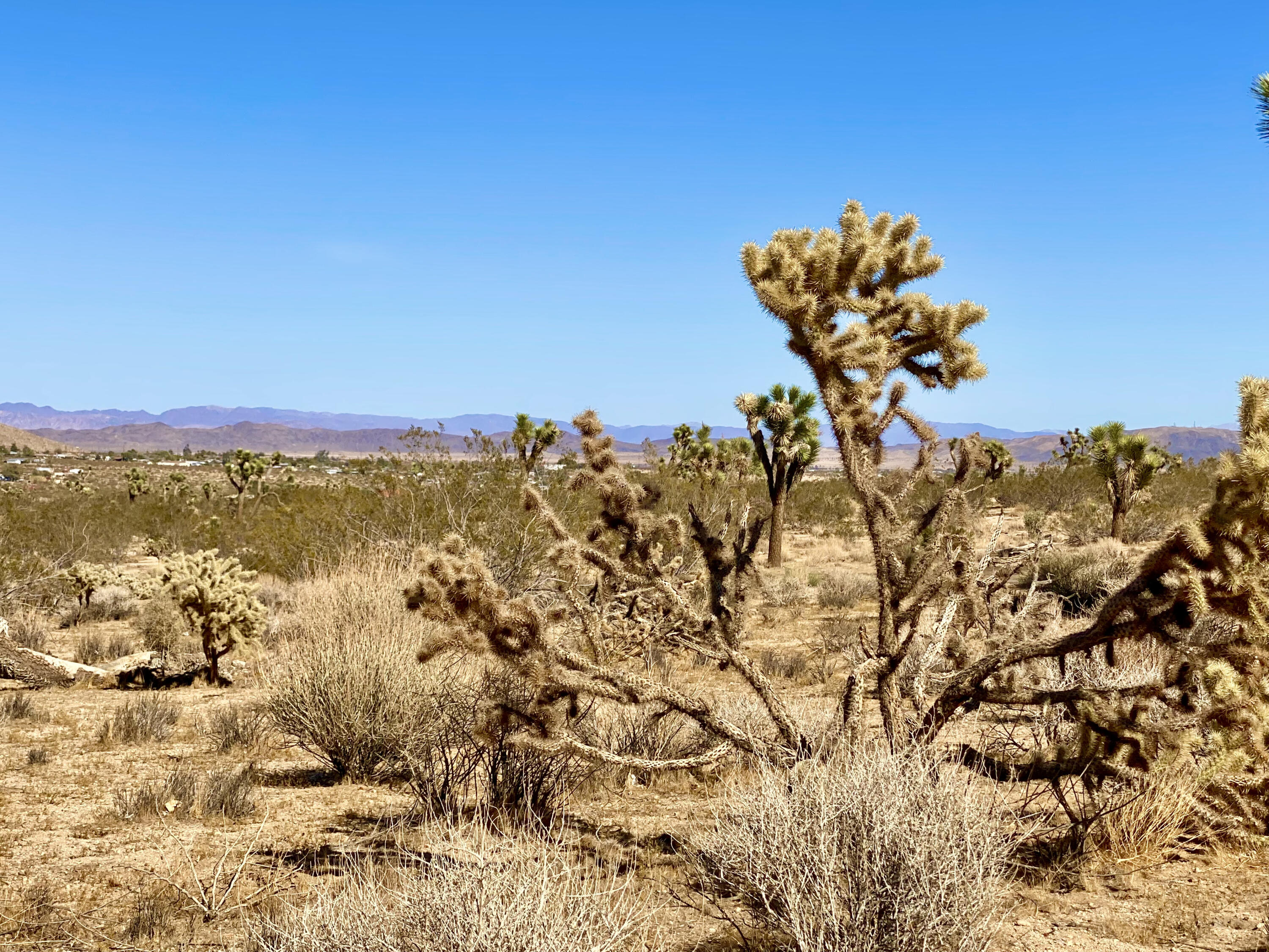 307 Sunny Vista Road Joshua Tree, CA 92252 - Photo 15 of 41 IMG_6702