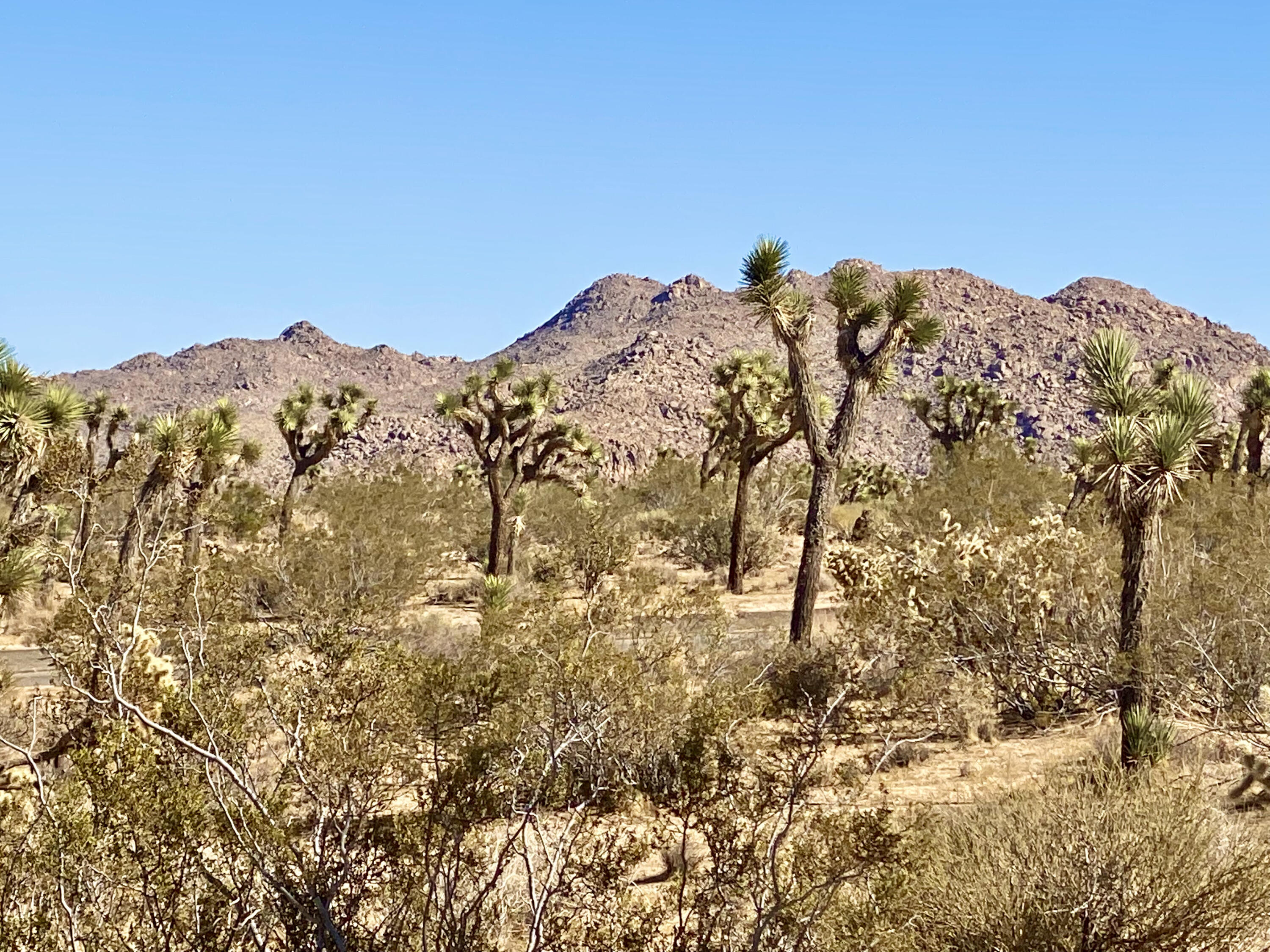 307 Sunny Vista Road Joshua Tree, CA 92252 - Photo 19 of 41 IMG_6708