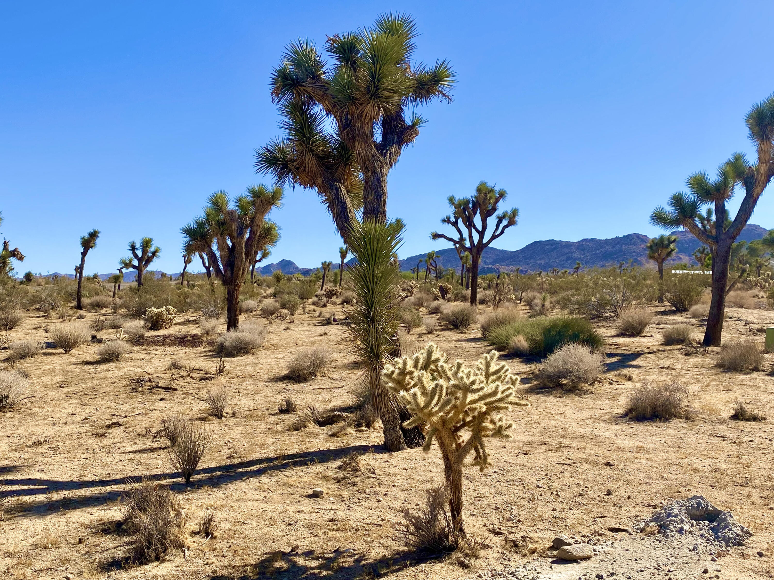 307 Sunny Vista Road Joshua Tree, CA 92252 - Photo 20 of 41 IMG_6709