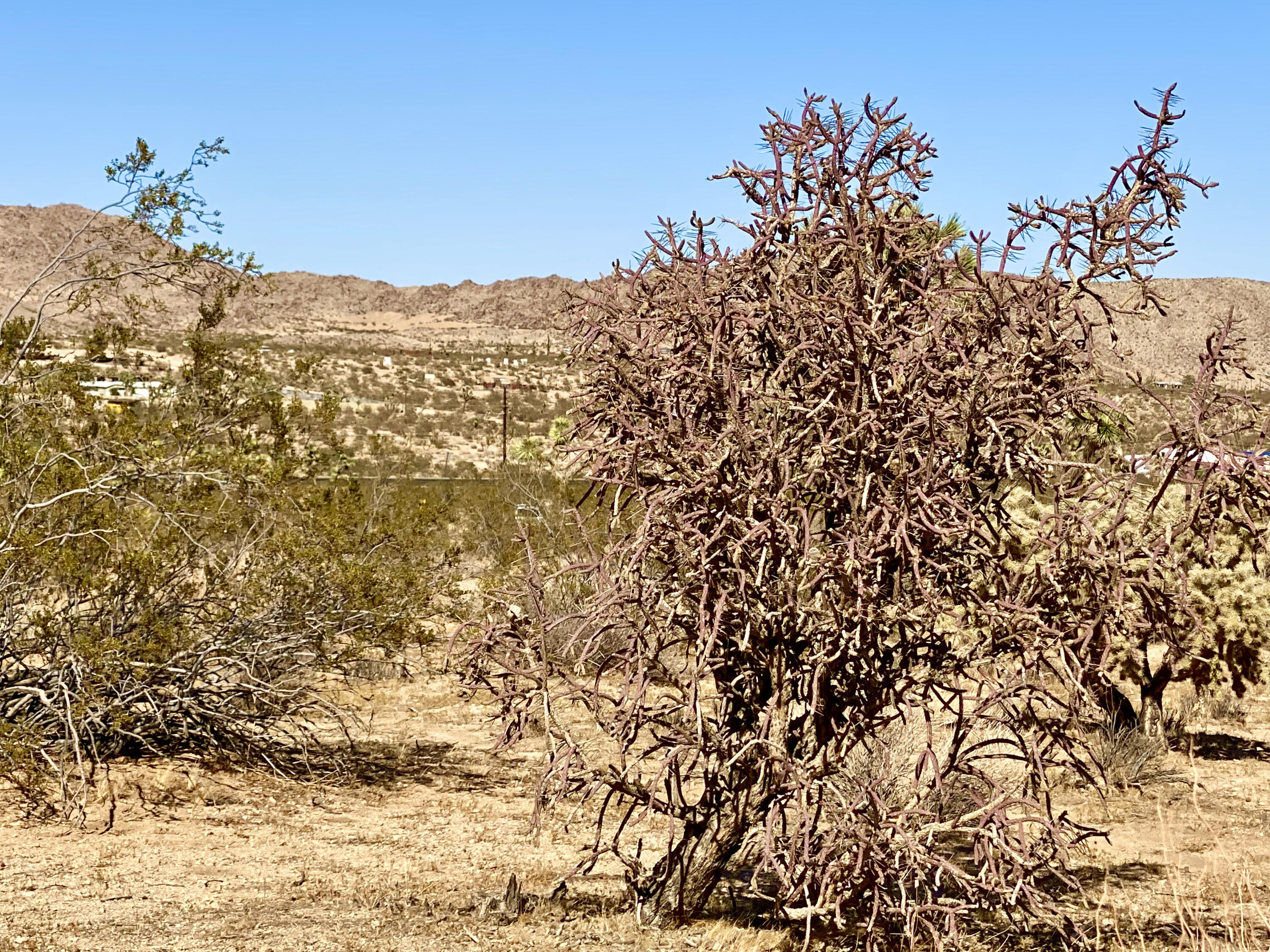 307 Sunny Vista Road Joshua Tree, CA 92252 - Photo 21 of 41 IMG_6710