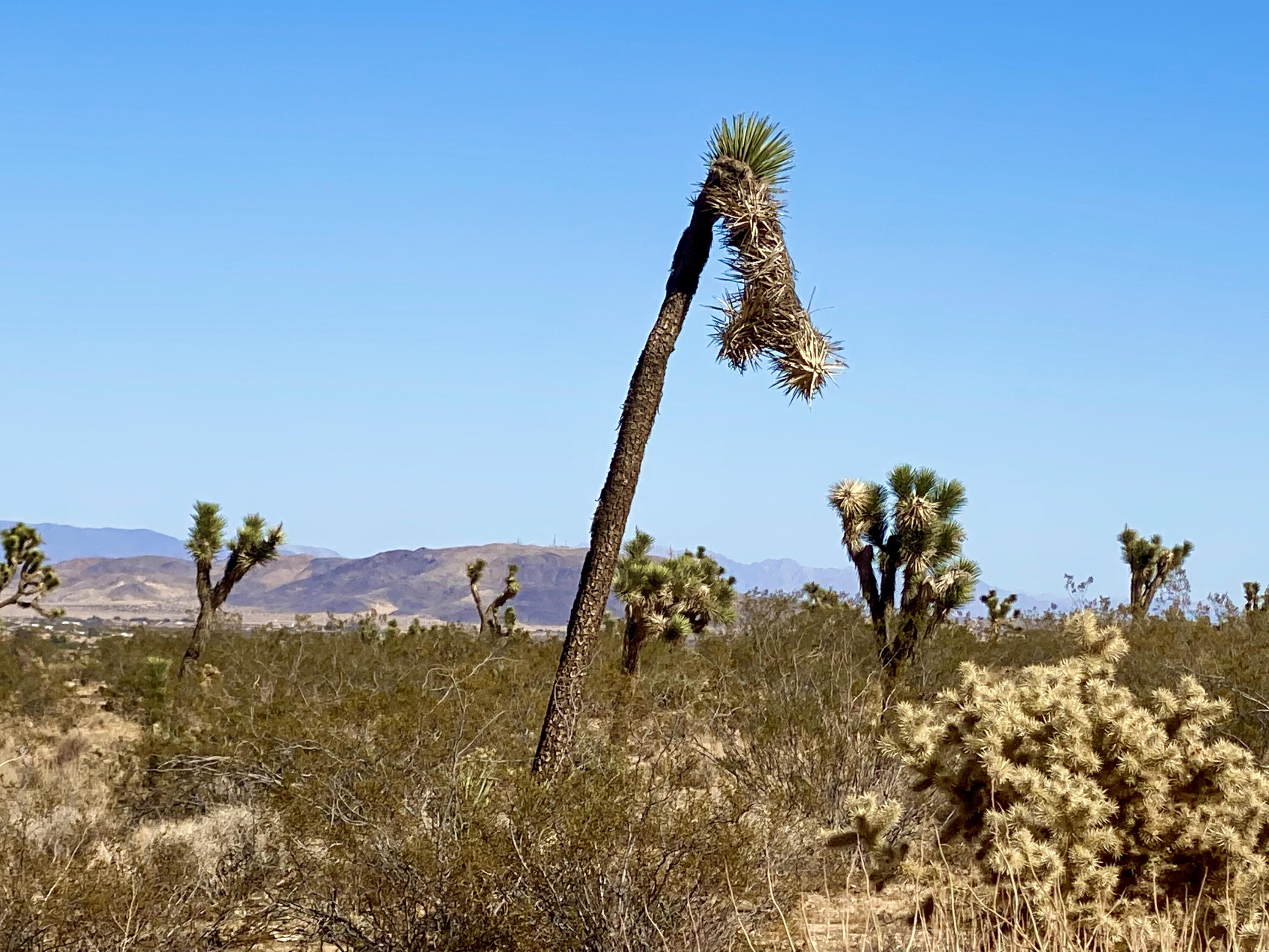 307 Sunny Vista Road Joshua Tree, CA 92252 - Photo 22 of 41 IMG_6711