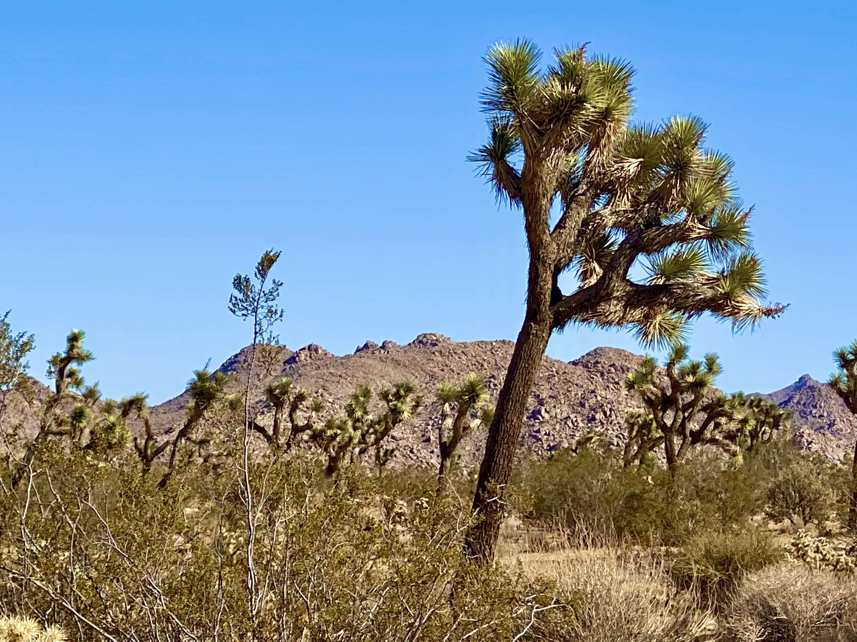307 Sunny Vista Road Joshua Tree, CA 92252 - Photo 23 of 41 IMG_6714