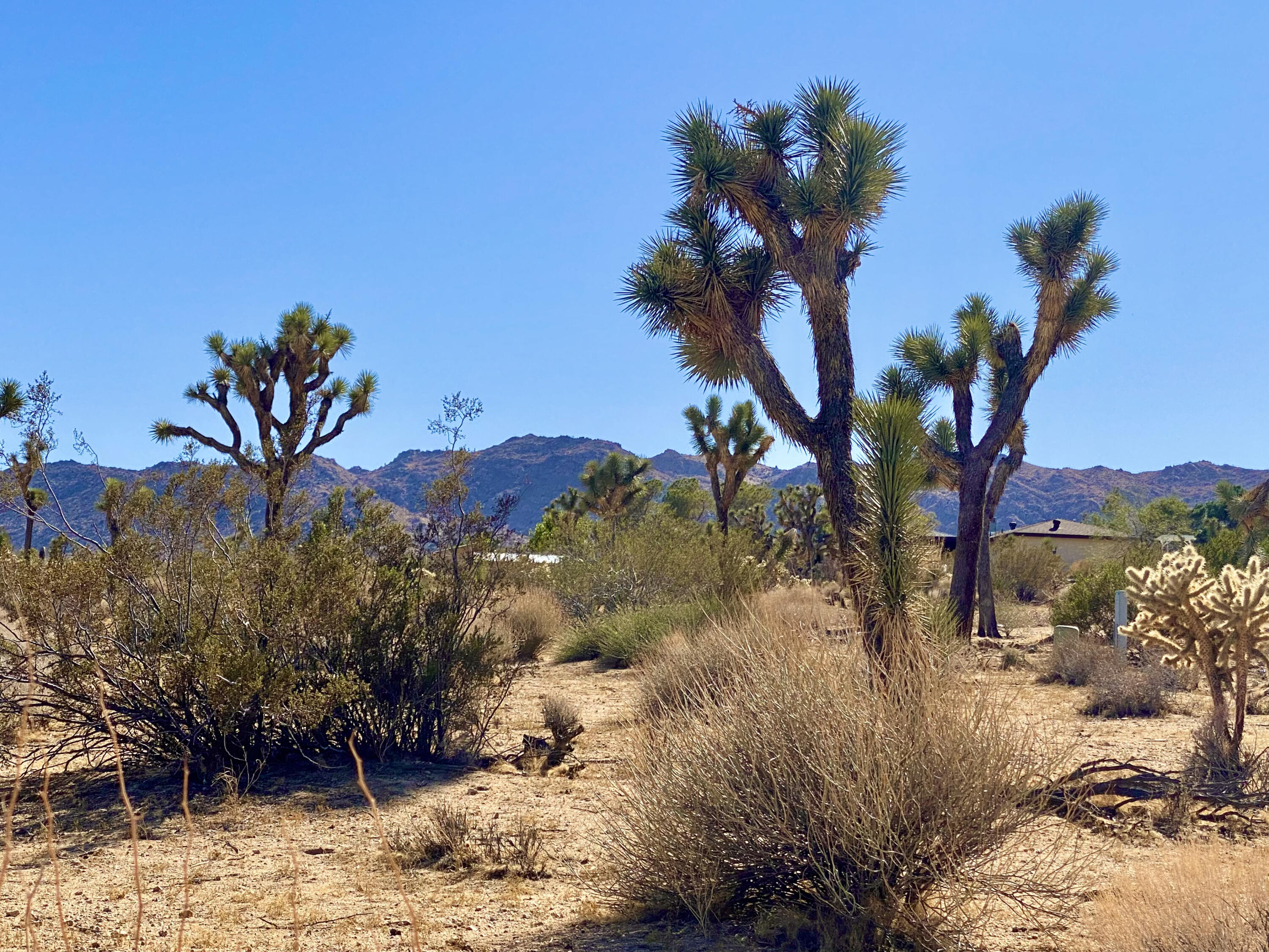 307 Sunny Vista Road Joshua Tree, CA 92252 - Photo 24 of 41 IMG_6715