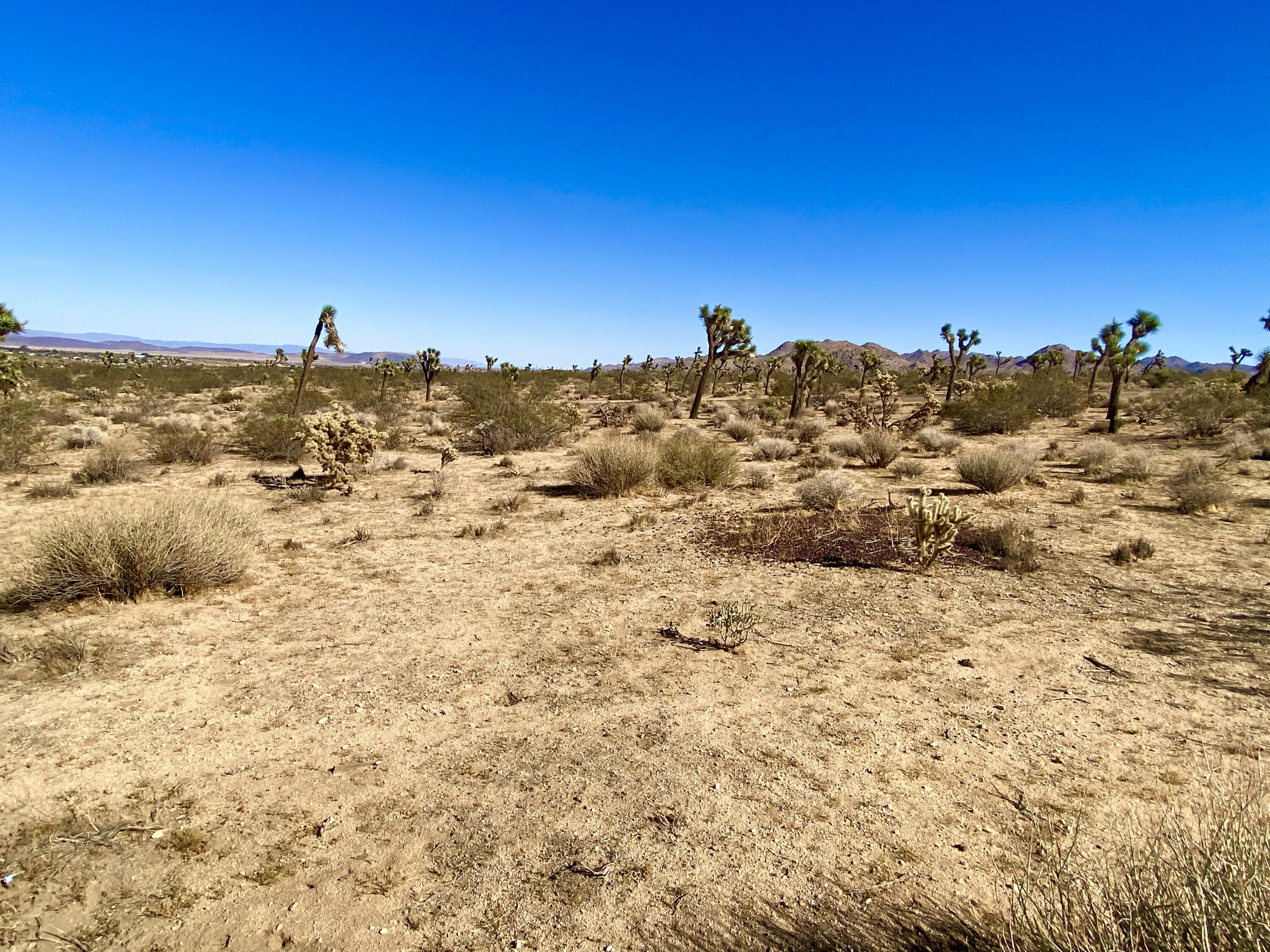 307 Sunny Vista Road Joshua Tree, CA 92252 - Photo 25 of 41 IMG_6716