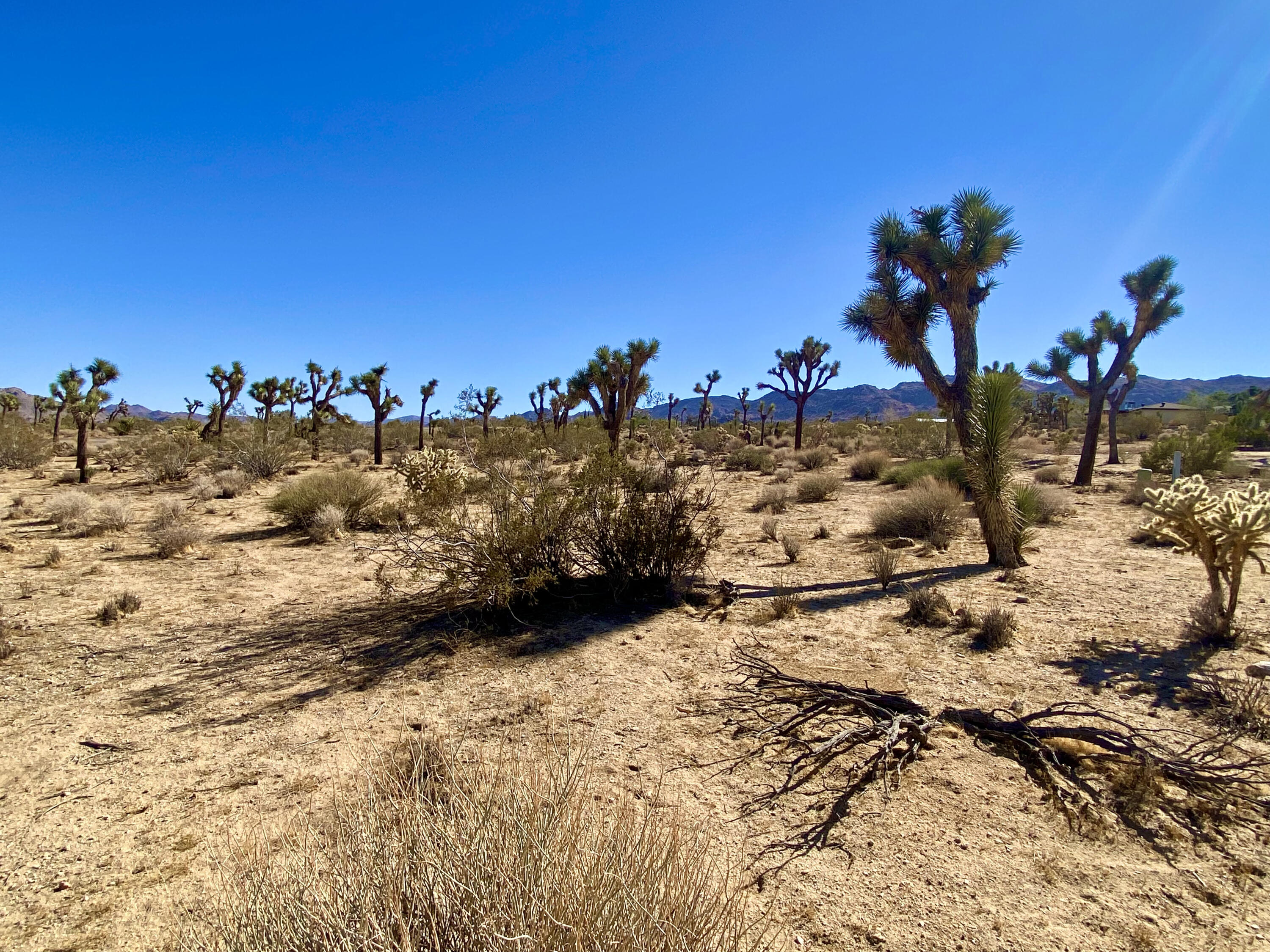 307 Sunny Vista Road Joshua Tree, CA 92252 - Photo 26 of 41 IMG_6717