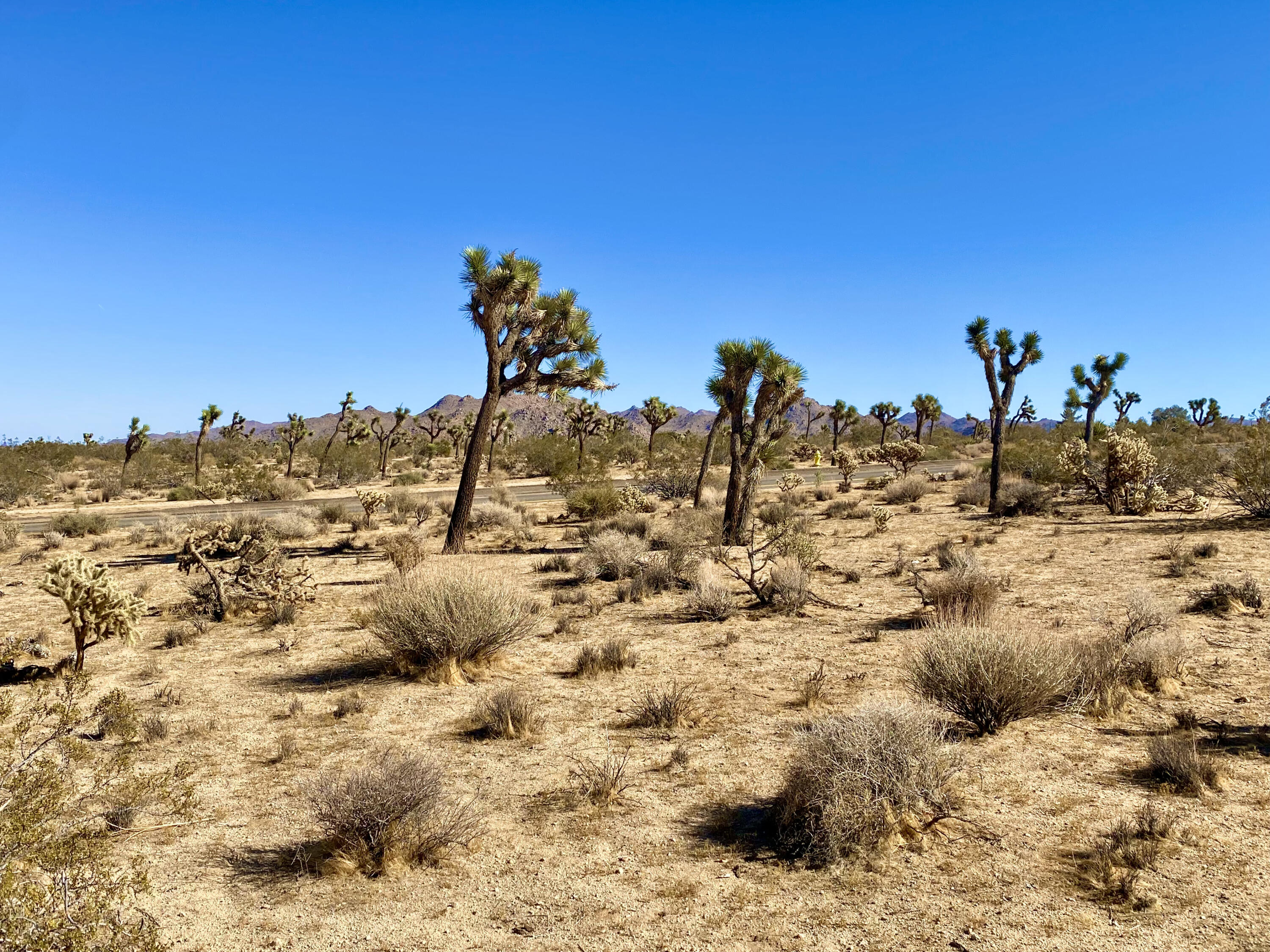 307 Sunny Vista Road Joshua Tree, CA 92252 - Photo 27 of 41 IMG_6718