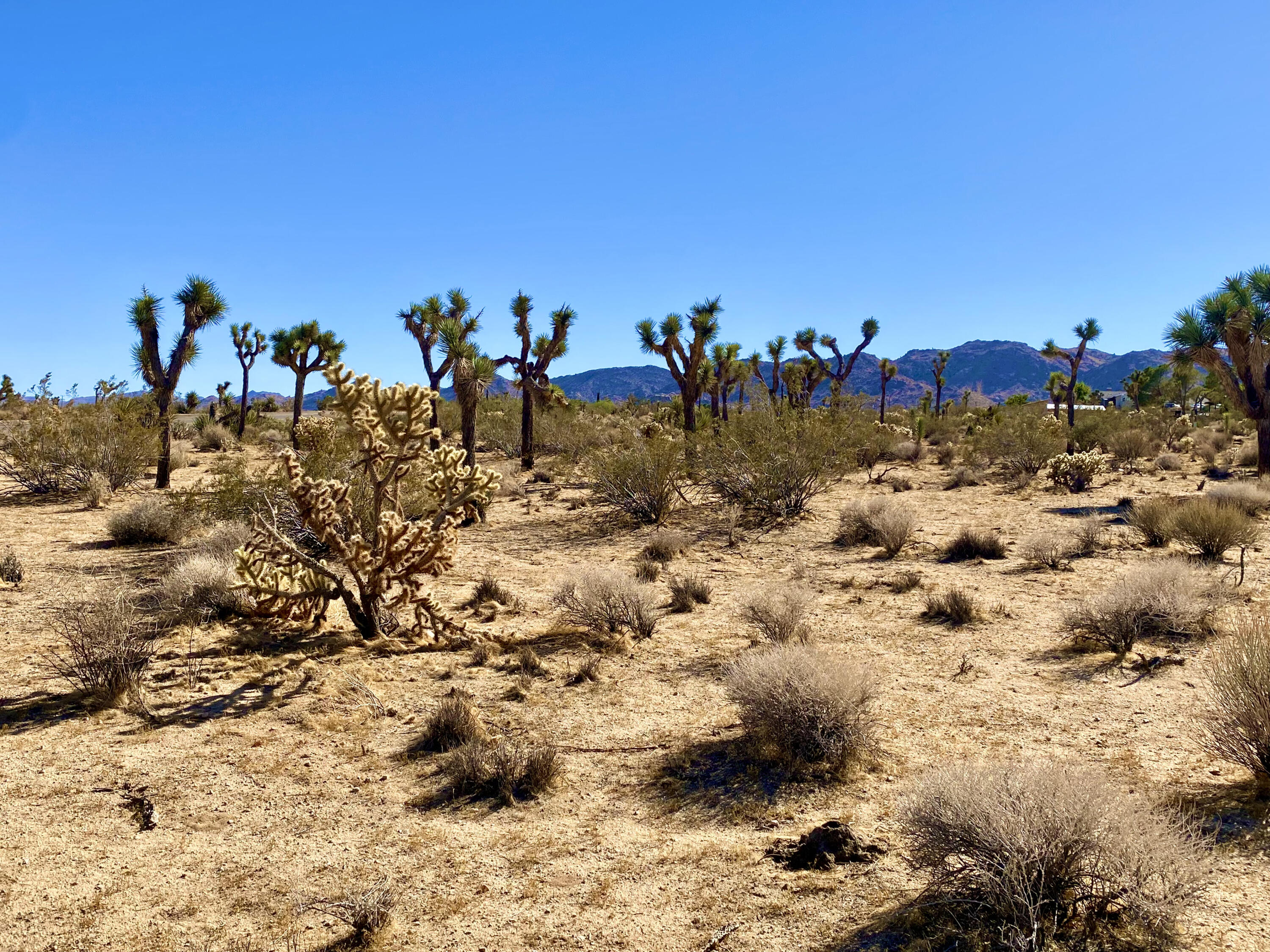 307 Sunny Vista Road Joshua Tree, CA 92252 - Photo 28 of 41 IMG_6719