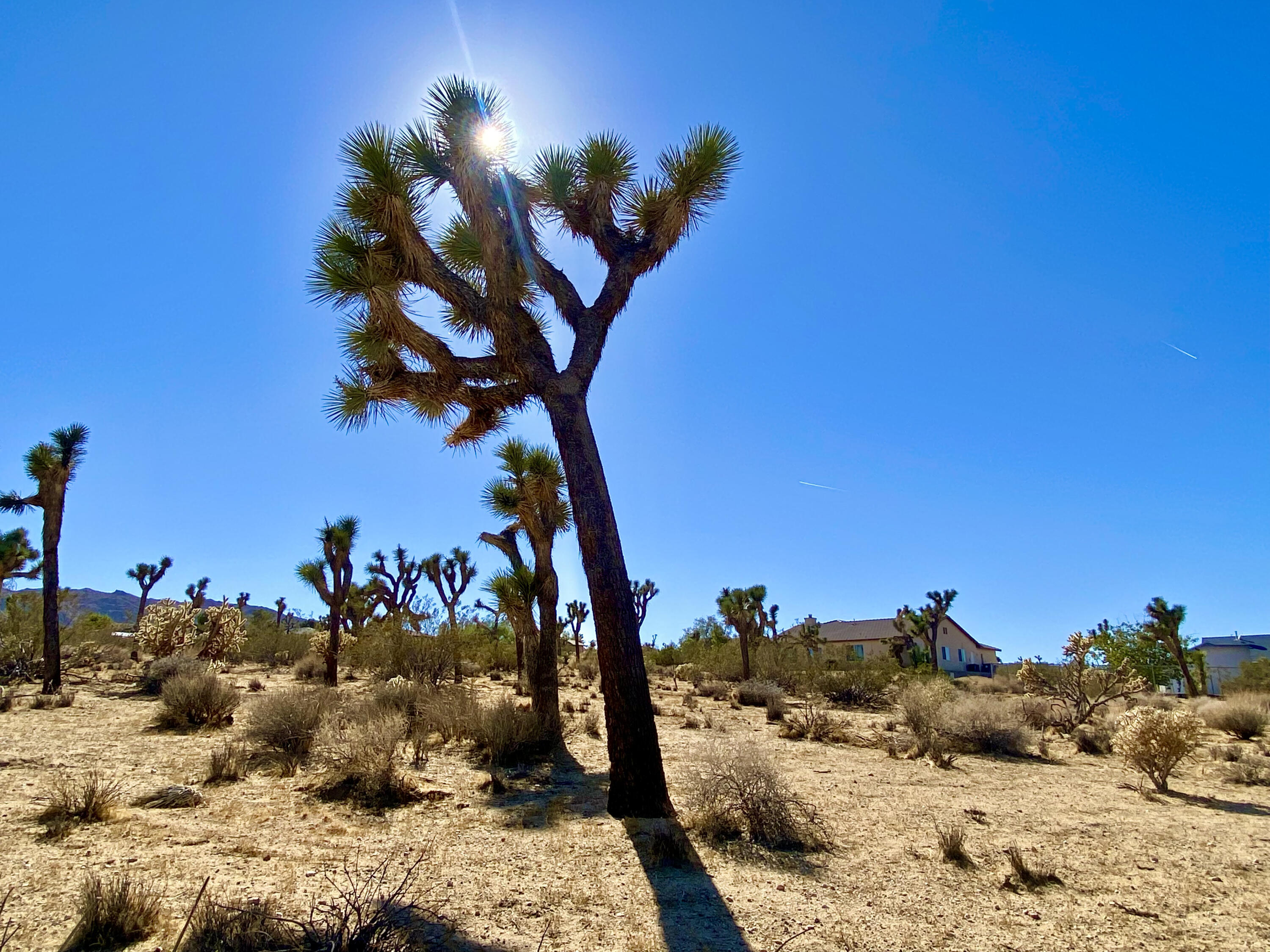 307 Sunny Vista Road Joshua Tree, CA 92252 - Photo 33 of 41 IMG_6728