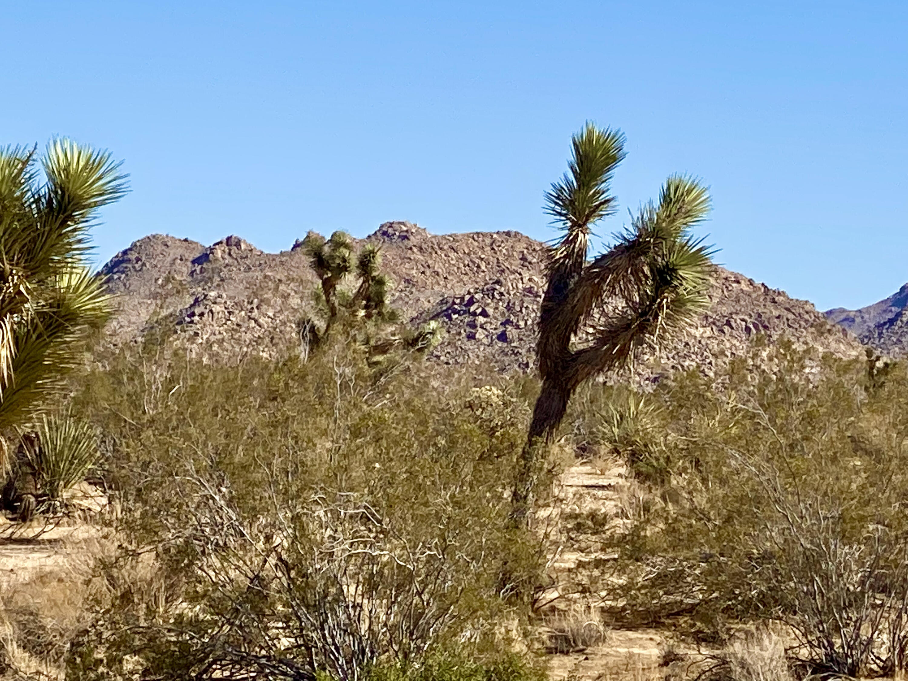307 Sunny Vista Road Joshua Tree, CA 92252 - Photo 37 of 41 IMG_6736