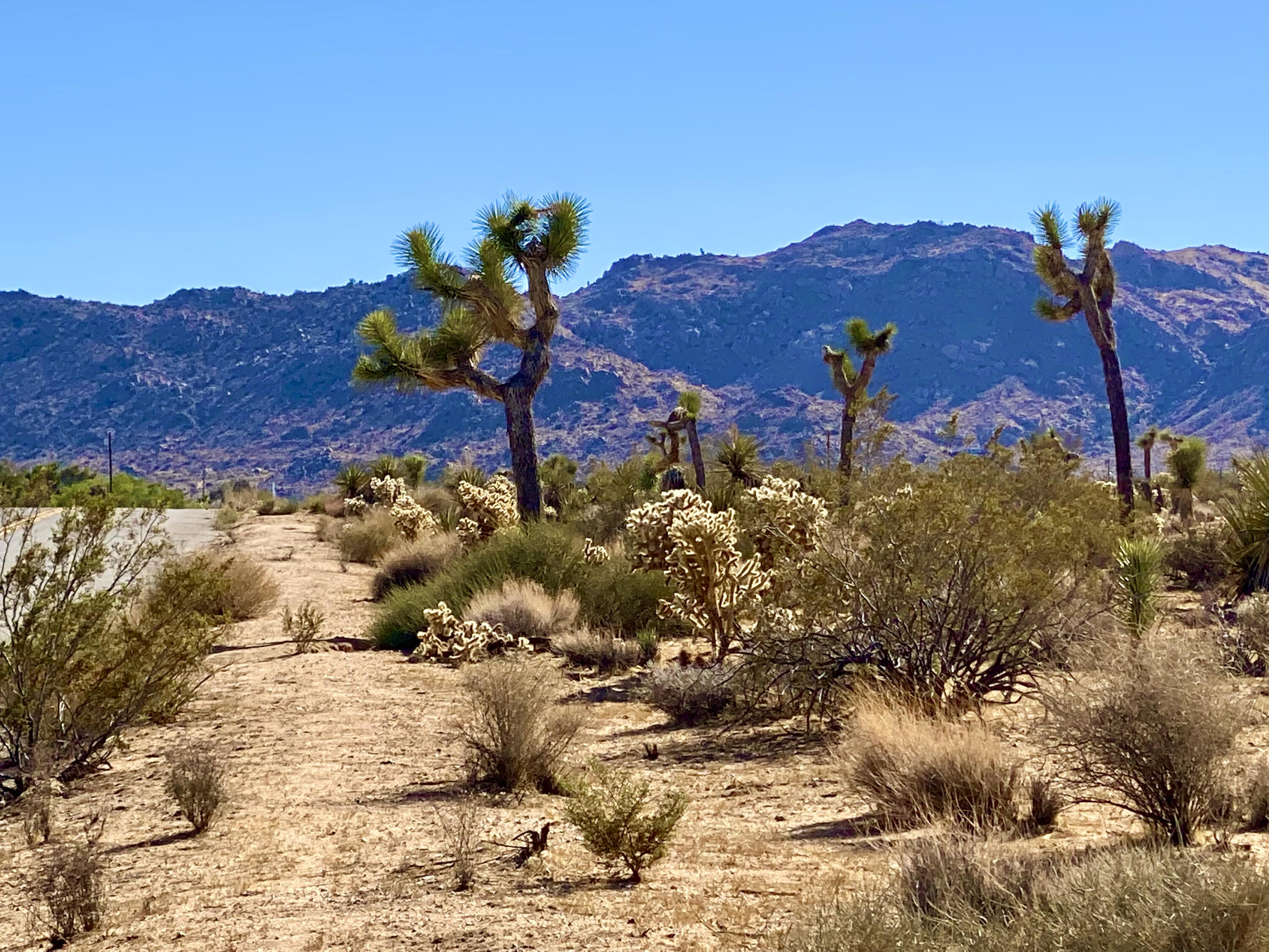 307 Sunny Vista Road Joshua Tree, CA 92252 - Photo 38 of 41 IMG_6737