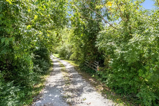 a view of a yard with plants and large trees