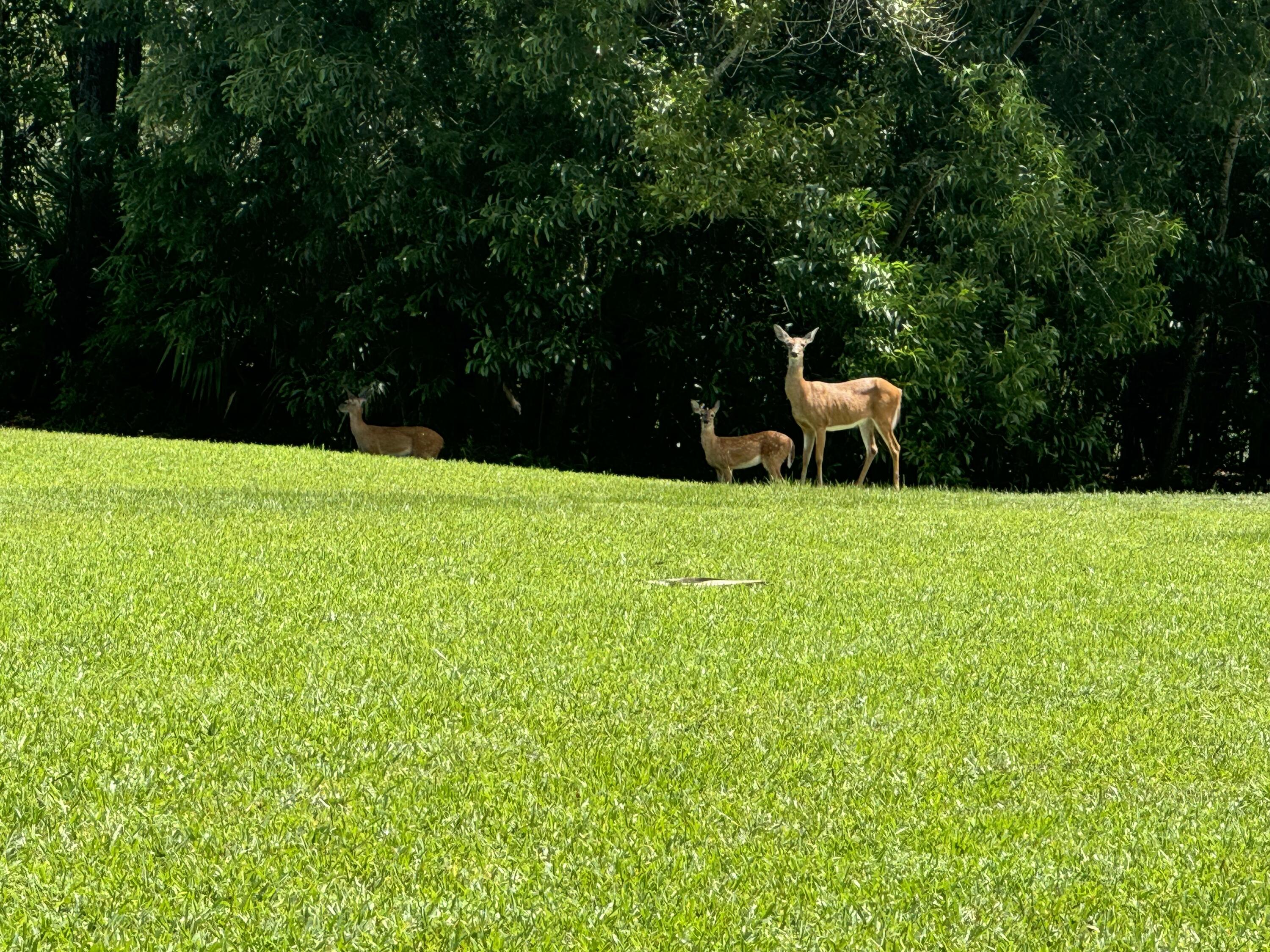 18851 Mack Dairy Road Jupiter, FL 33478 - Photo 47 of 47 a view of a garden with a bench