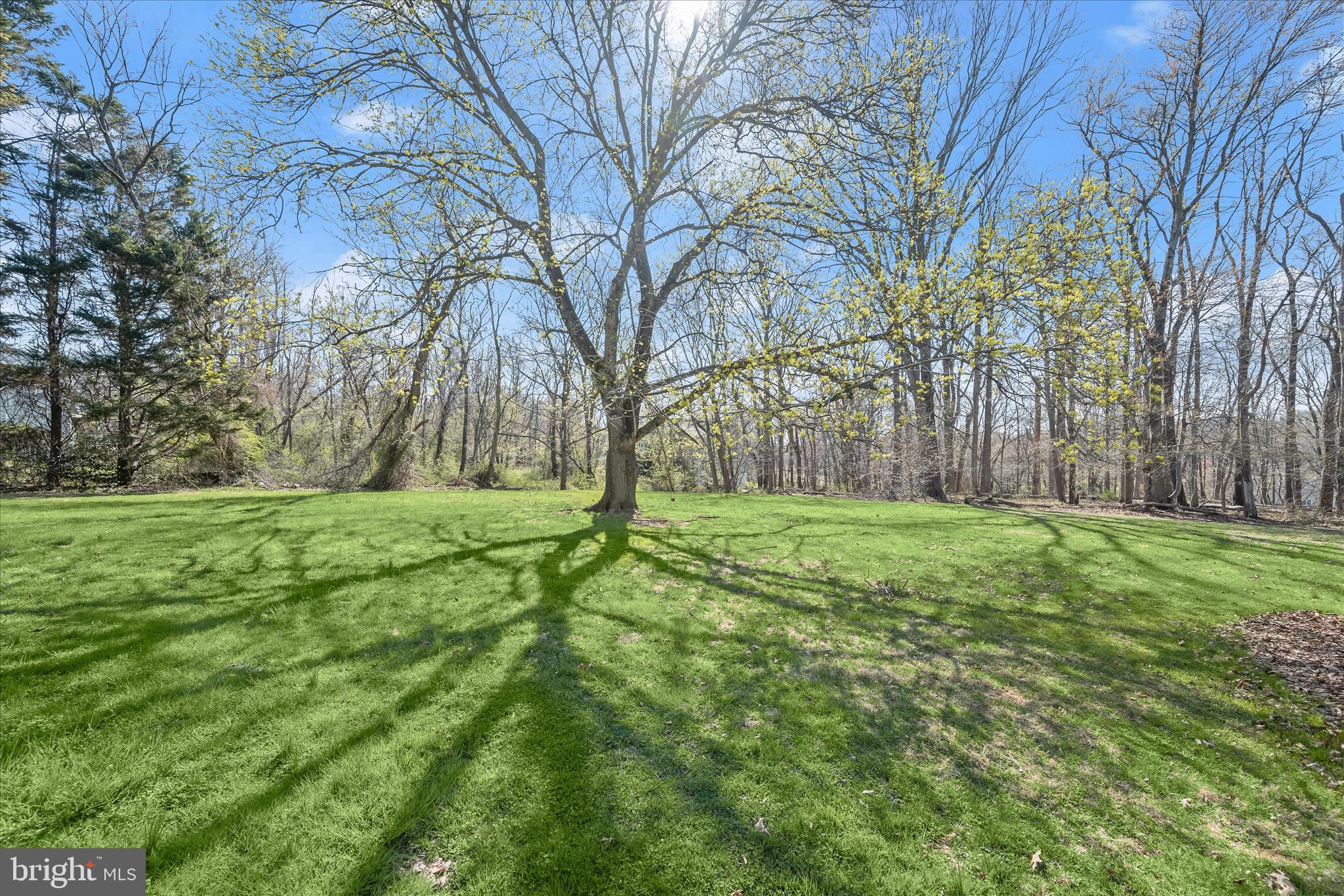 14865 Bushy Park Road Cooksville, MD 21723 - Photo 33 of 39 a view of yard with trees