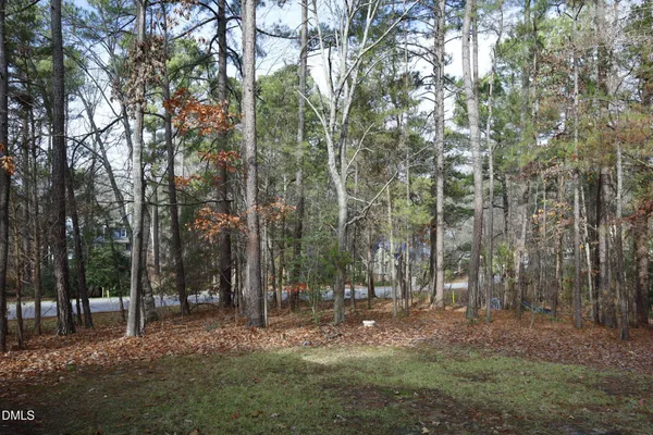 a view of a forest with trees in the background