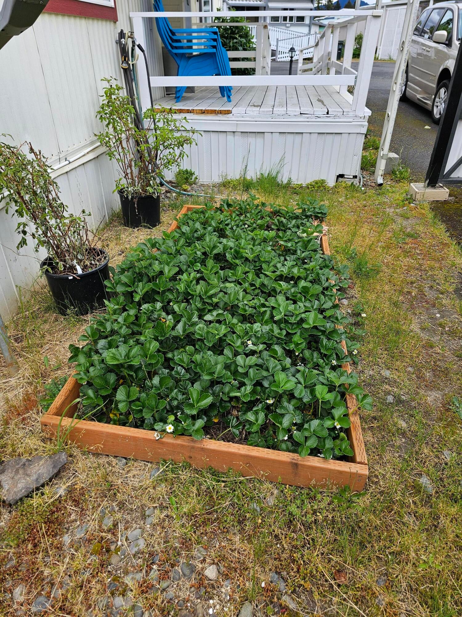 1241 Dowell Road, Unit 47 Grants Pass, OR 97527 - Photo 15 of 15 Strawberries. Blackberries and raspberries are inn the pots