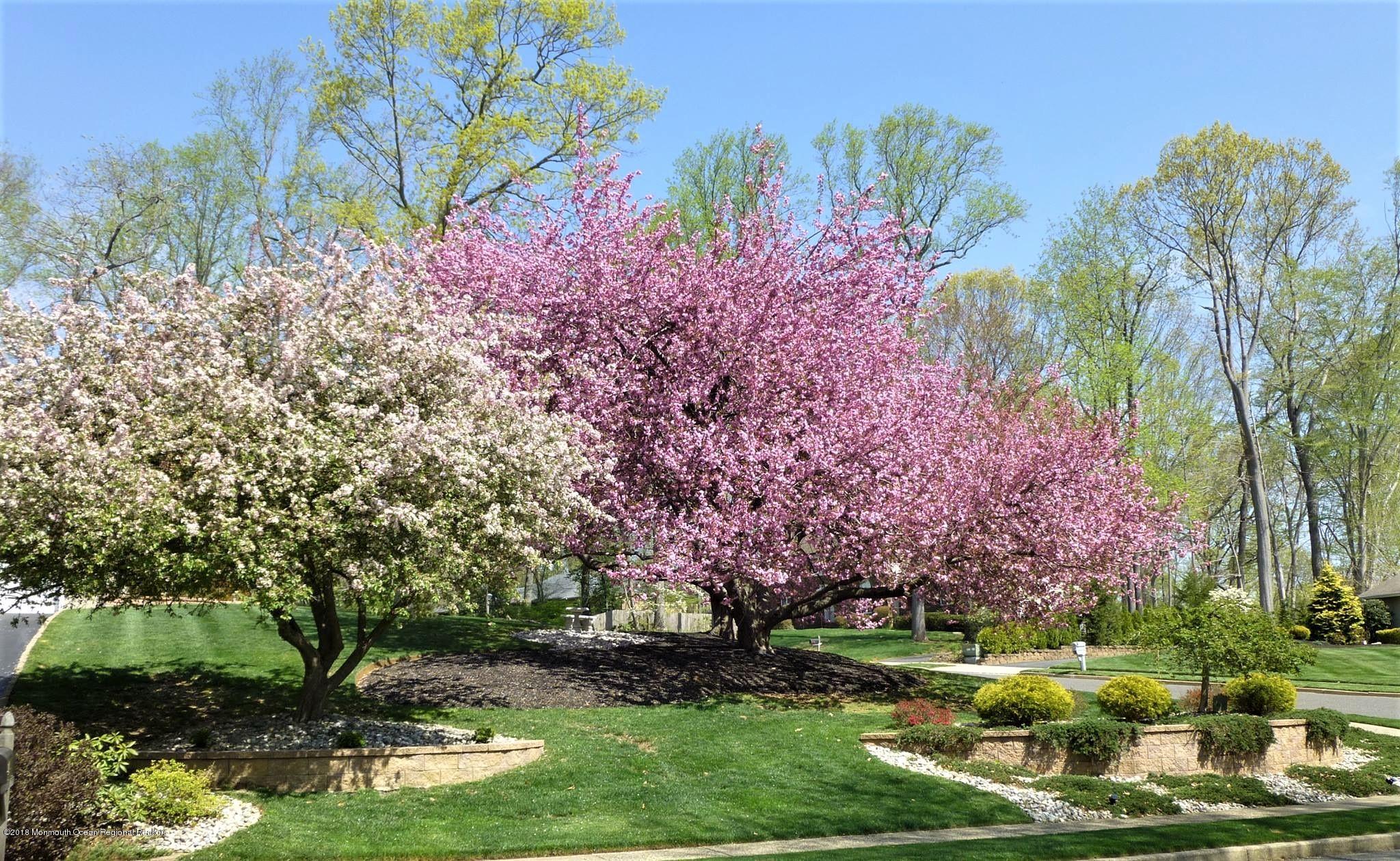 1 Howland Road Middletown, NJ 07748 - Photo 36 of 45 Cherry trees in bloom!