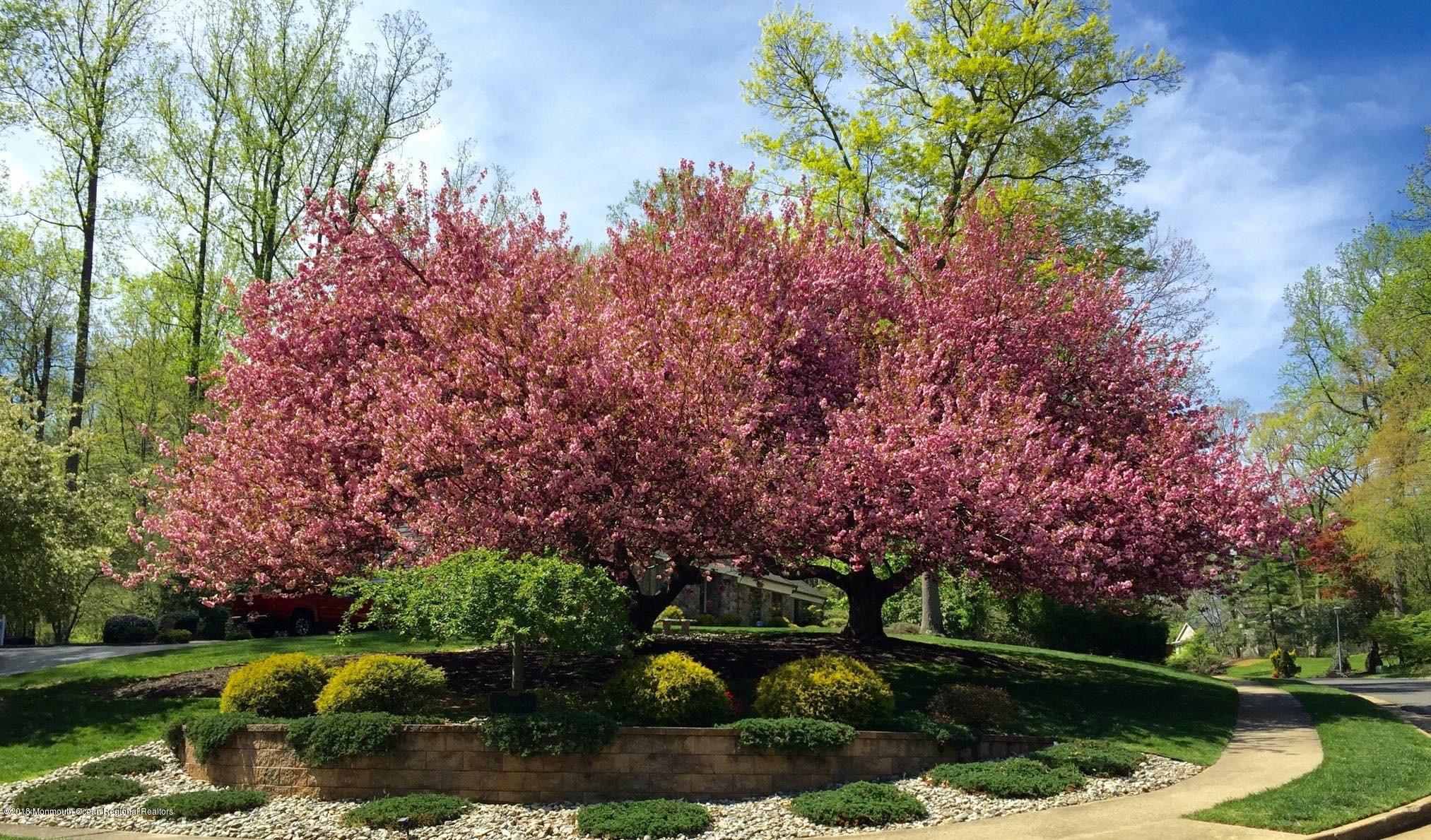 1 Howland Road Middletown, NJ 07748 - Photo 39 of 45 Stunning cherry blossoms