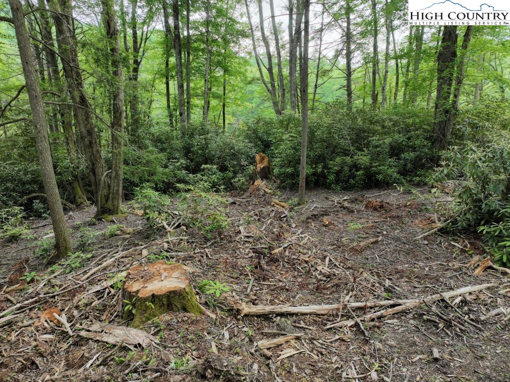 1762 Ripshin Mountain Road Roan Mountain, TN 37687 - Photo 12 of 24 a big yard with lots of green space and deers