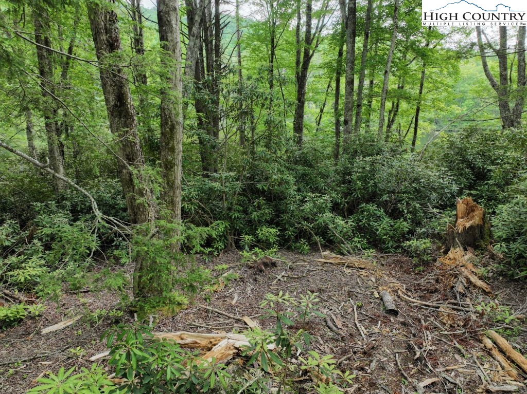 1762 Ripshin Mountain Road Roan Mountain, TN 37687 - Photo 13 of 24 a view of a forest with trees