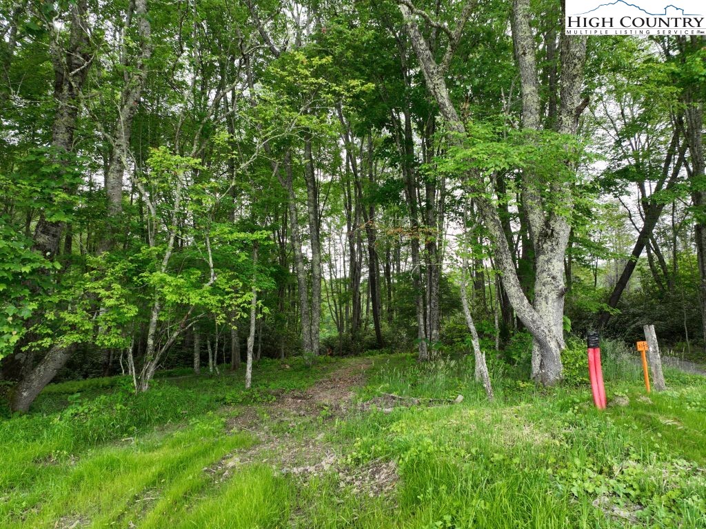 1762 Ripshin Mountain Road Roan Mountain, TN 37687 - Photo 8 of 24 a view of a green field with a tree
