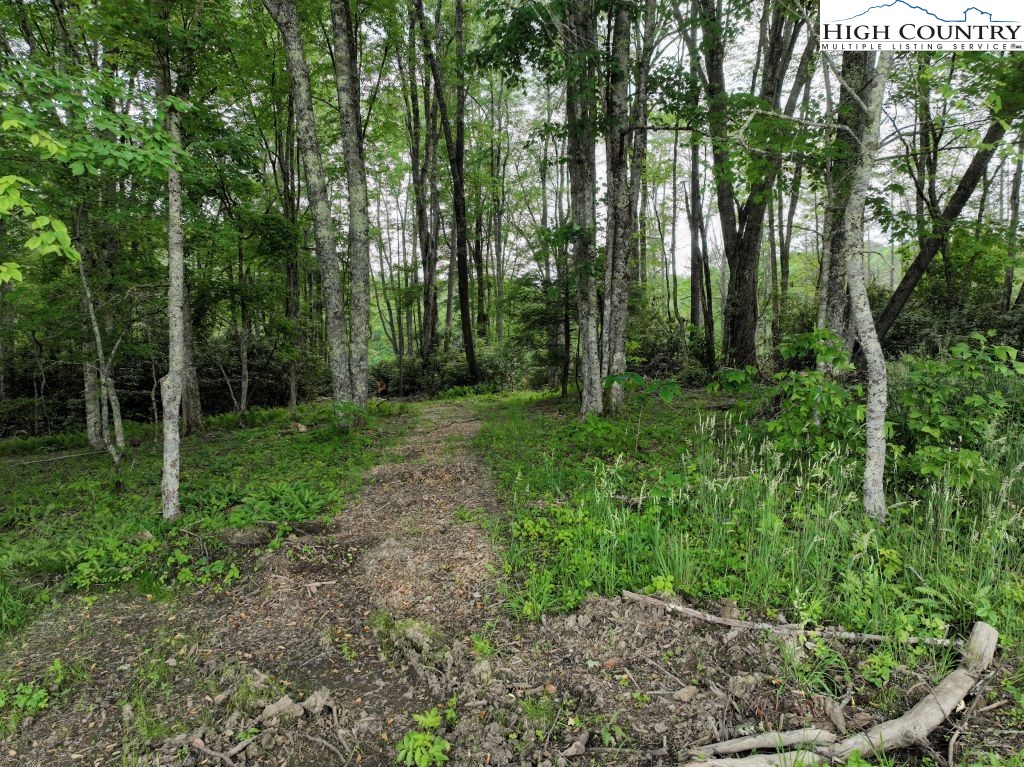 1762 Ripshin Mountain Road Roan Mountain, TN 37687 - Photo 10 of 24 a big yard with lots of green space and deers