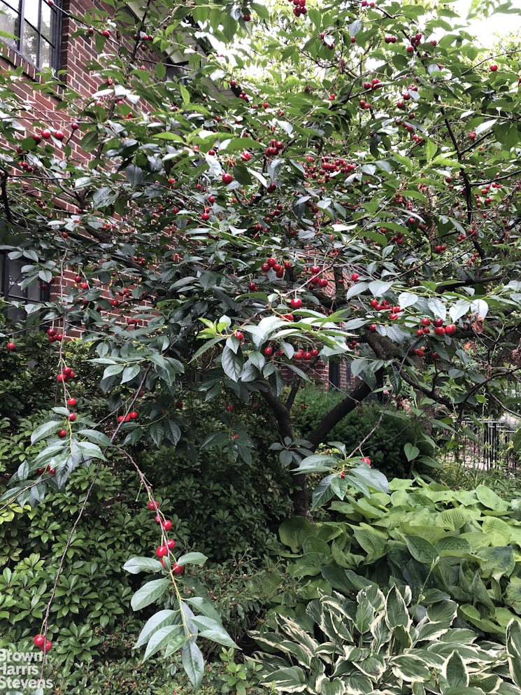 34-27 87th Street Queens, NY 11372 - Photo 18 of 19 a view of a tree with plants