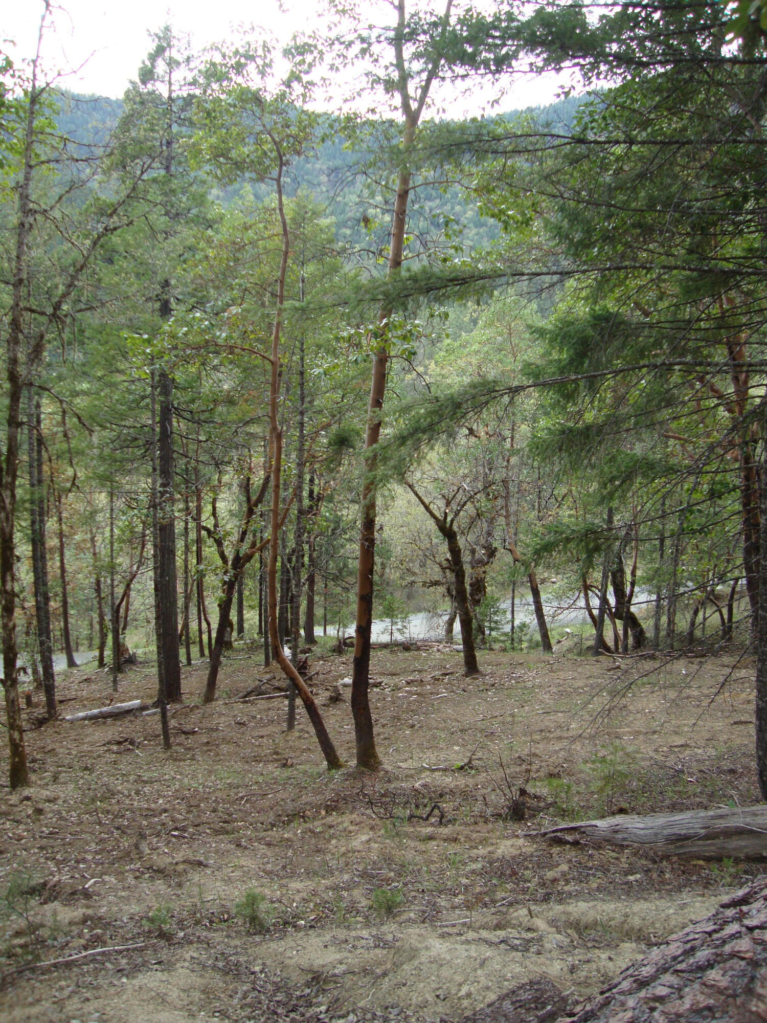 36510 Ditch Creek Road Rogue River, OR 97537 - Photo 14 of 17 DSC03652