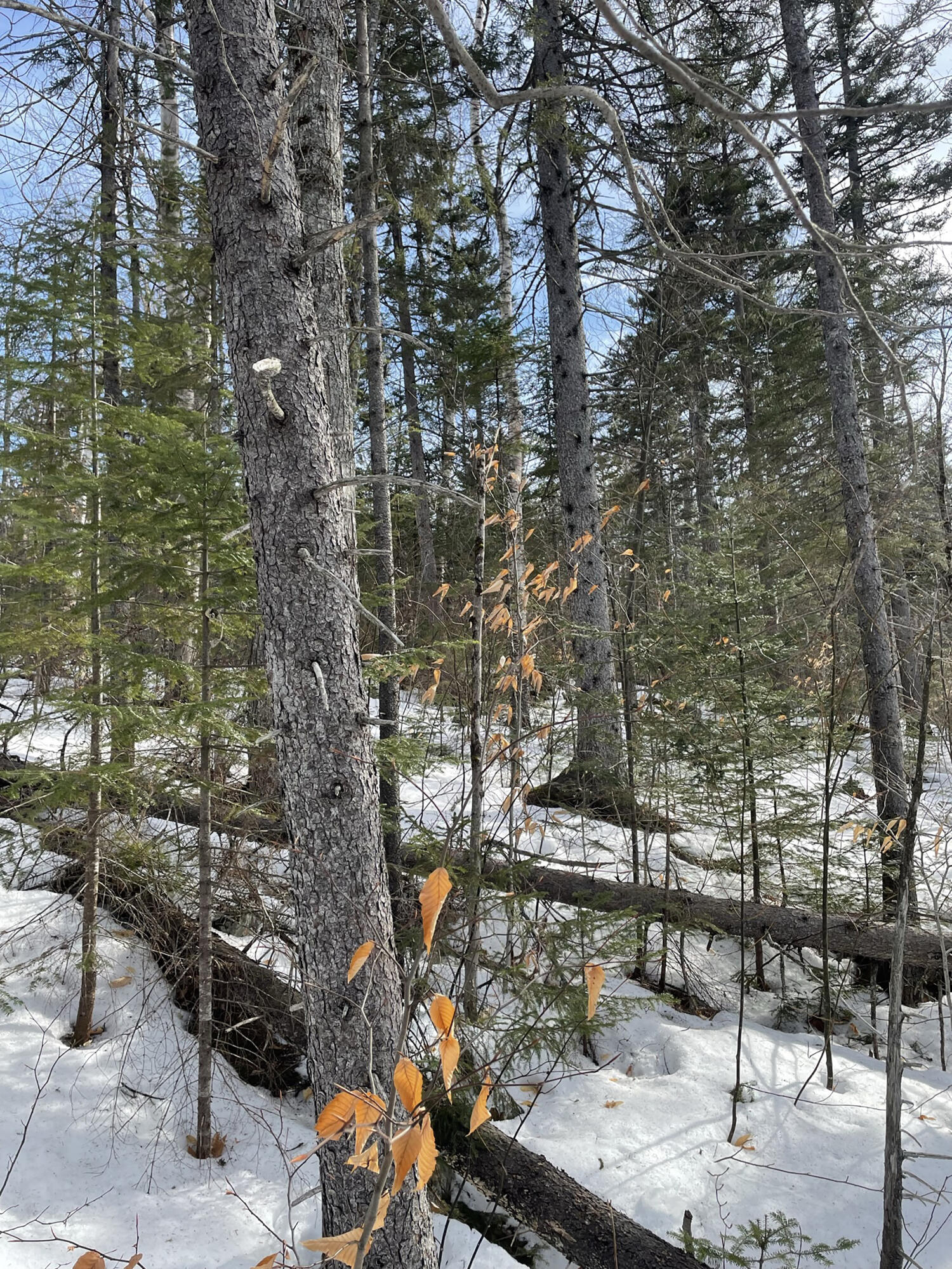2030 Hillside Road Carrabassett Valley, ME 04947 - Photo 8 of 12 IMG_5580