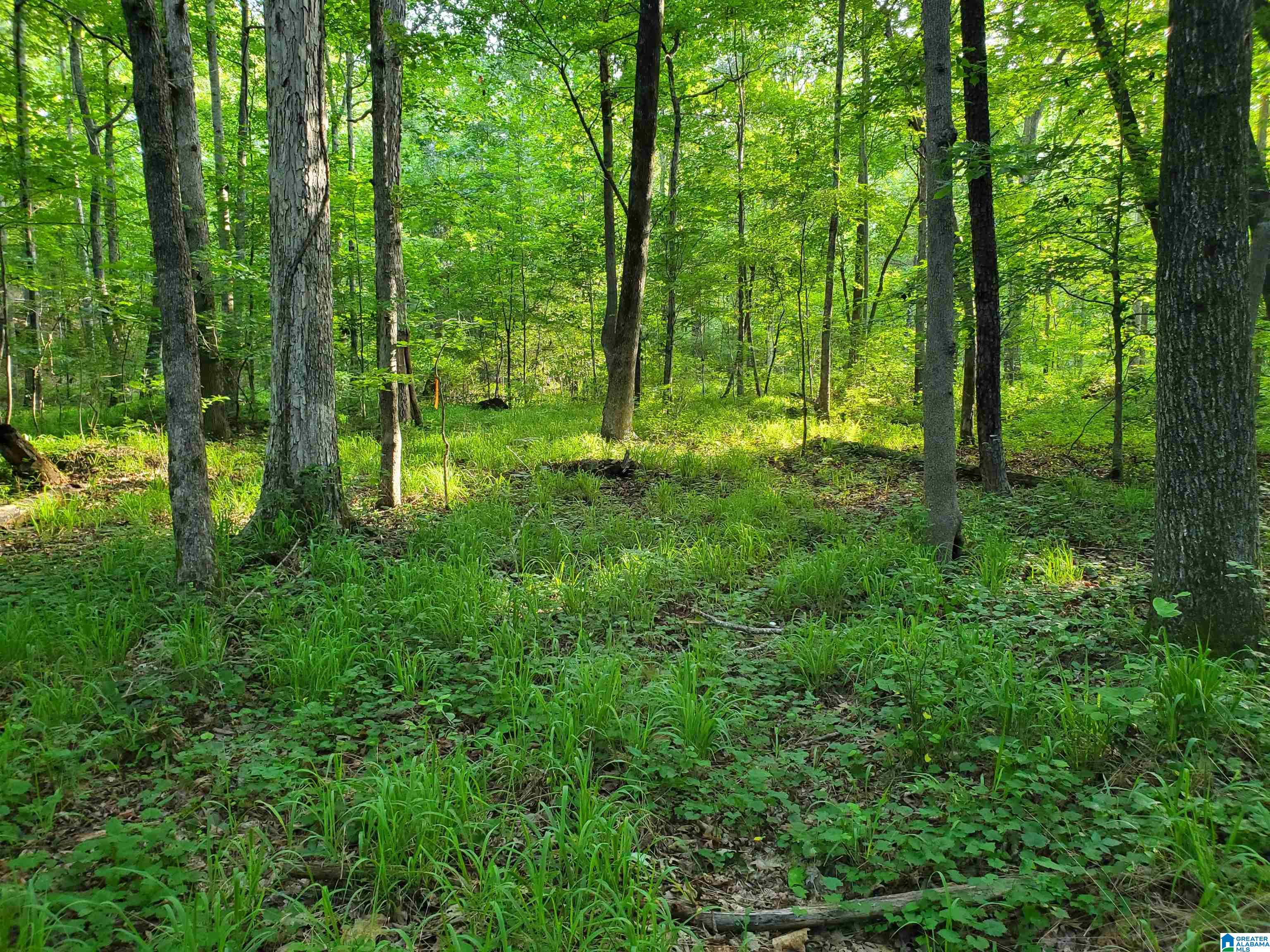 Shoal Creek Road Ashville, AL 35953 - Photo 5 of 6