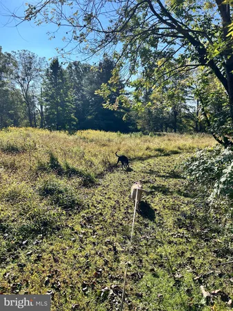 a view of a yard with large trees