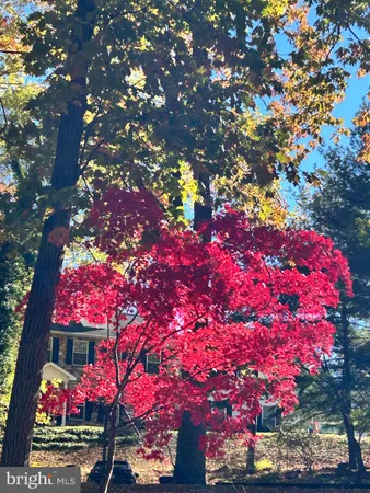 a view of a yard with a tree