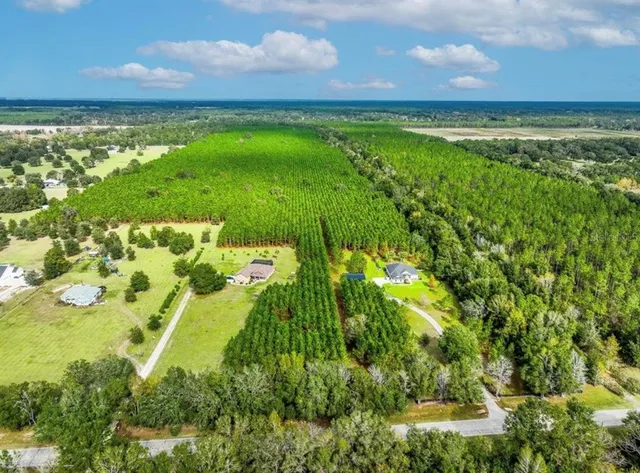 a view of a bunch of trees and grass