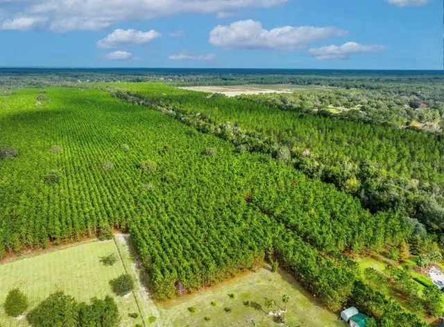 a view of a lush green space