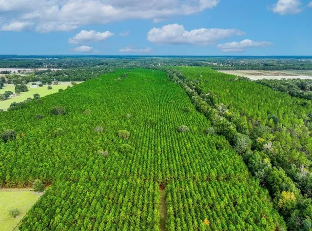a backyard of a house with swimming pool and large trees