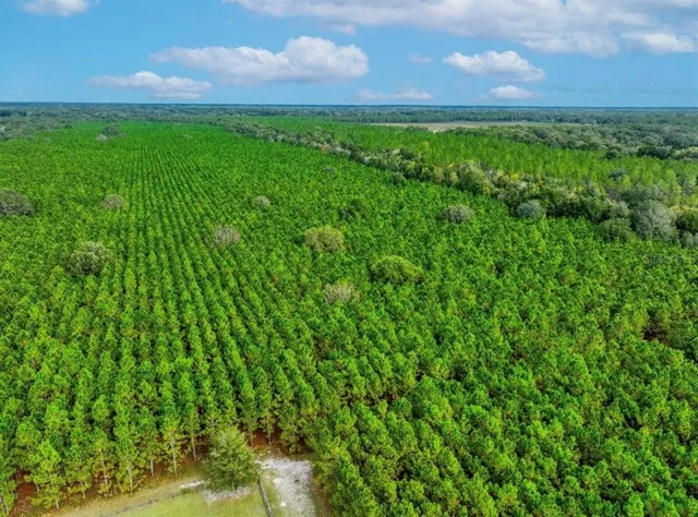 a view of a lush green forest