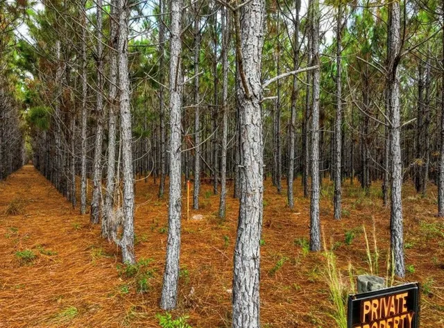 a backyard of a house with lots of plants and large tree