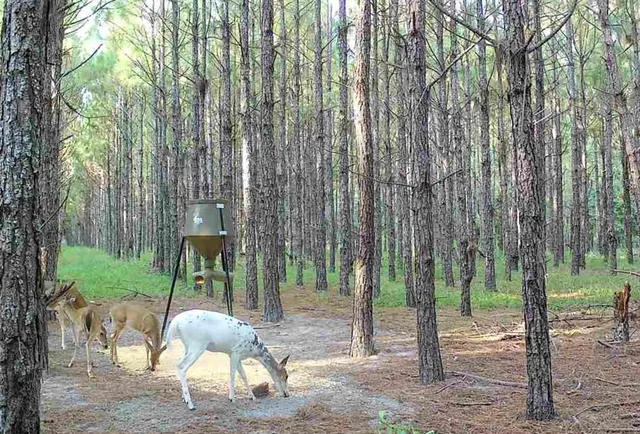 a view of a lush green forest