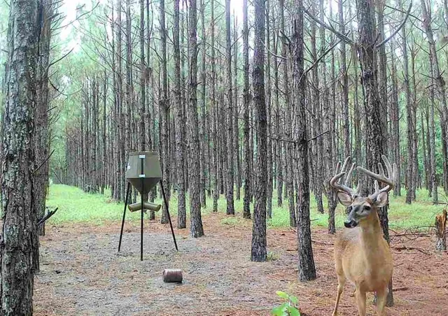 a view of a back yard