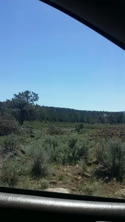 a view of a yard from a window