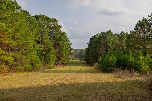 a view of a yard with a tree