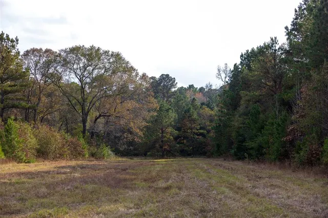 a view of a garden with plants