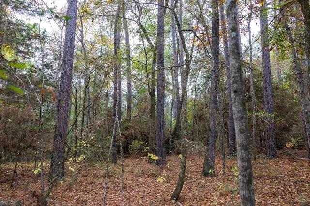 a view of a forest with trees in the background