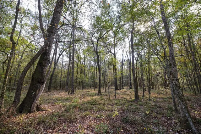 a view of lake from a tree