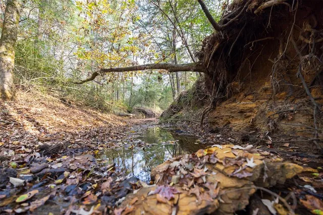 a view of a garden with plants and trees